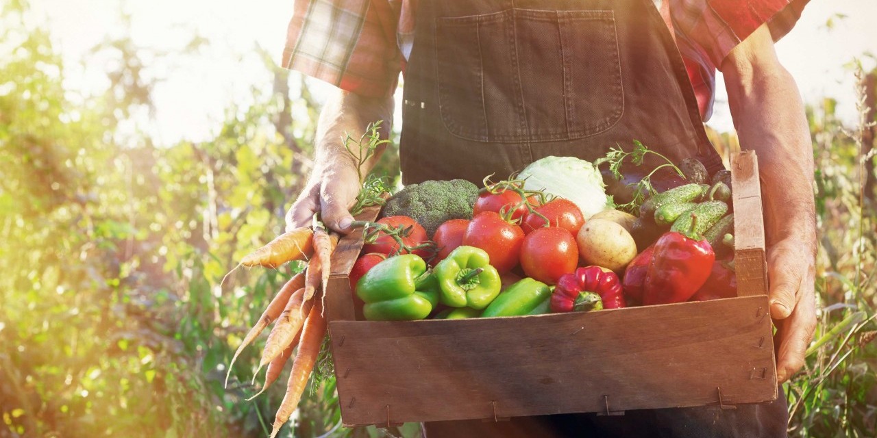 Des mains de paysan tiennent une caisse en bois remplie de légumes.